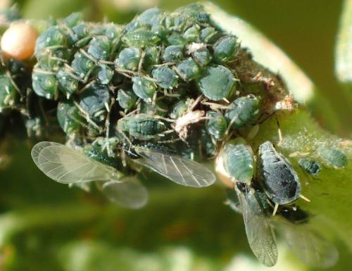 Réf. 262 425 : Aphis schneideri